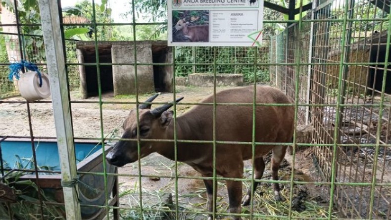 Balai Gakkum Proses 3 Pelaku Kasus Eksploitasi Satwa Liar Dilindungi