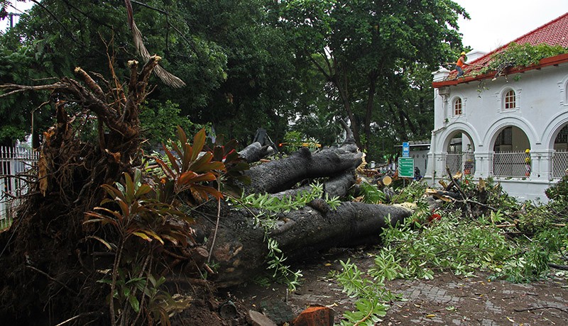 Pohon Tumbang Timpa 2 Pekerja di PN Makassar - Bagian 2