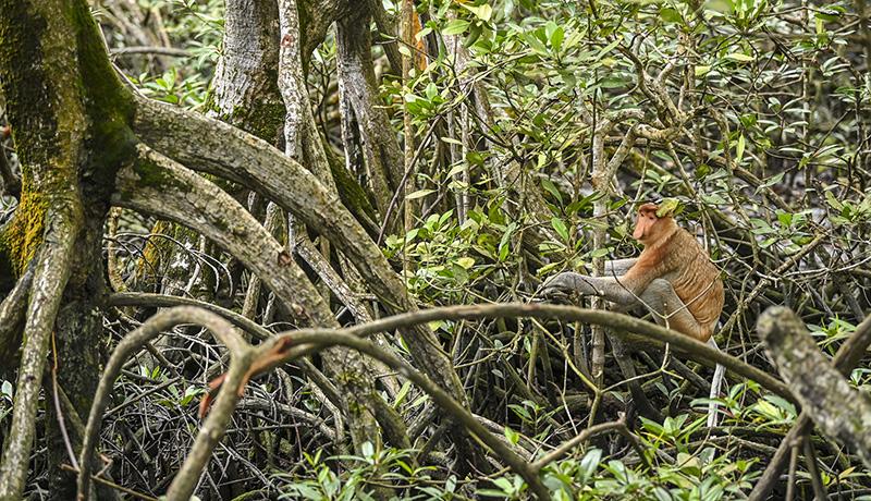 Kisah Tarakan Field di Kalimantan Utara - Bagian 5
