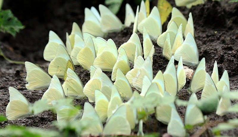 Kupu-Kupu Berkumpul di Taman Nasional Baluran saat Peralihan Musim - Bagian 1
