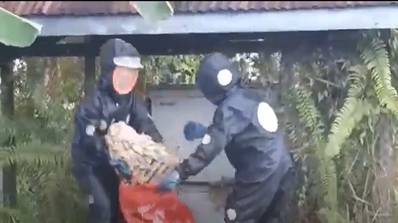 Resahkan Pekerja, Sarang Tawon Berukuran Besar di Pintu Gardu Listrik Dievakuasi 