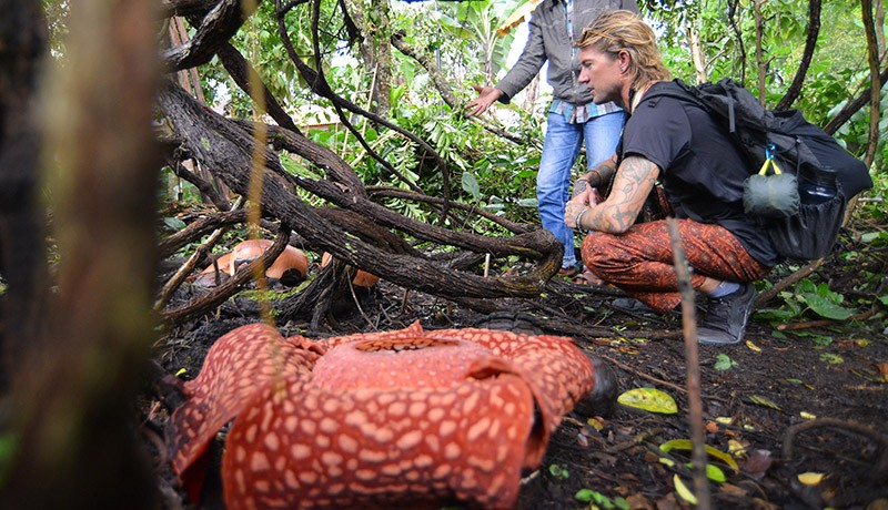 Bunga Rafflesia Arnoldii Mekar di Rumah Warga Agam, Wisatawan Asing Berdatangan - Bagian 1