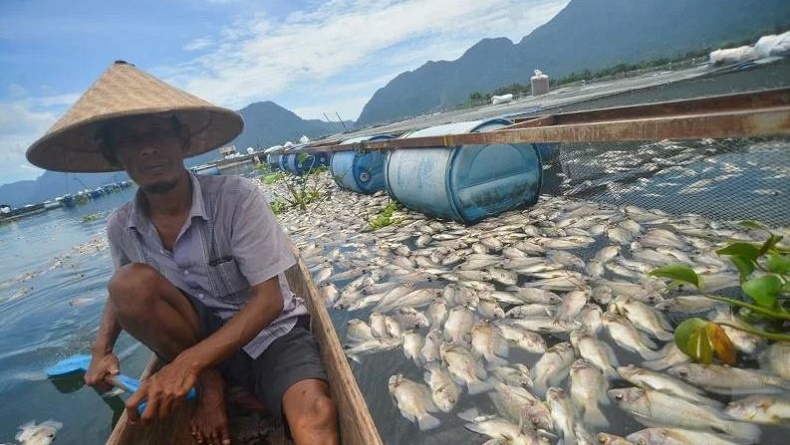 705 Ton Ikan di Danau Maninjau Mati di Sepanjang 2022, Petani Rugi Rp14,80 Miliar