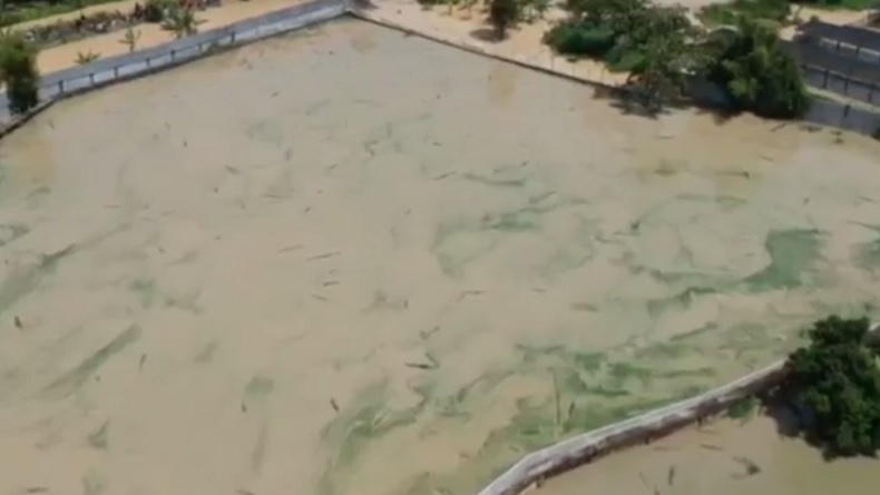 Penampakan Tembok Penangkaran Buaya di Lahan Seluas Puluhan Hektare Jebol, Warga Ketakutan