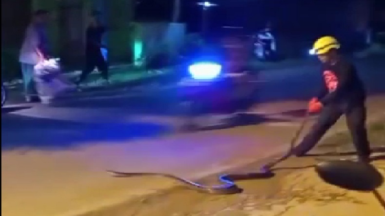 Melintas di Jalan, Ular Sanca 3 Meter Kejutkan Warga di Pekalongan