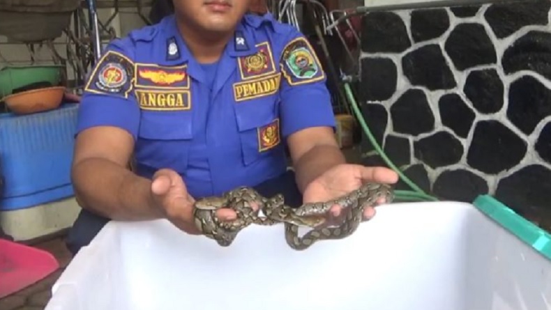 Belasan Anak Ular Berkeliaran di Permukiman Warga Trenggalek, Petugas Damkar Turun Tangan