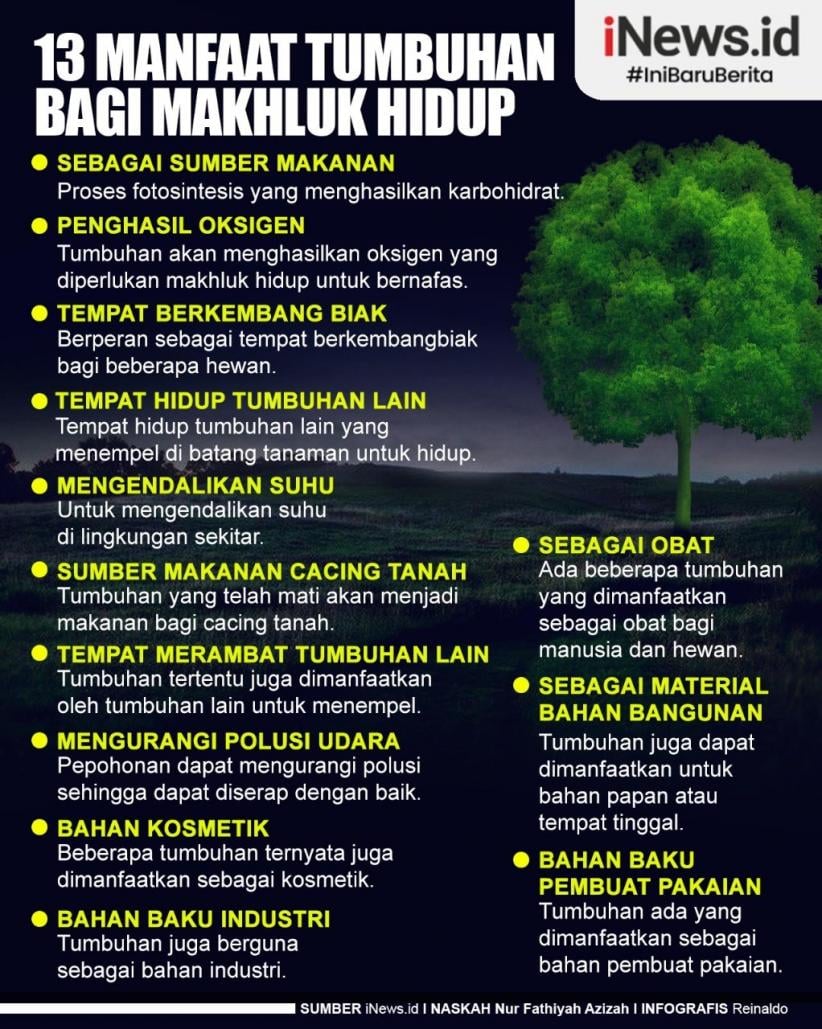 Infografis 13 Manfaat Tumbuhan bagi Makhluk Hidup Manusia