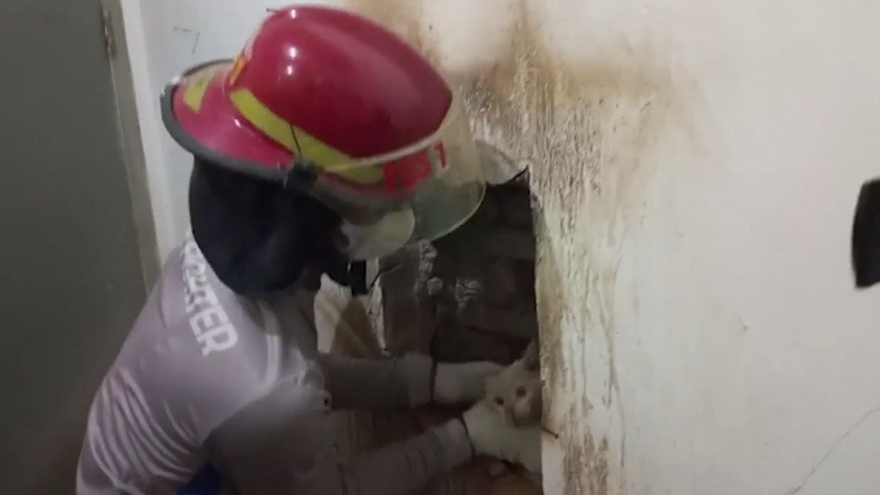 Heroik! Petugas Damkar di Padang Selamatkan Kucing Terjepit Tembok
