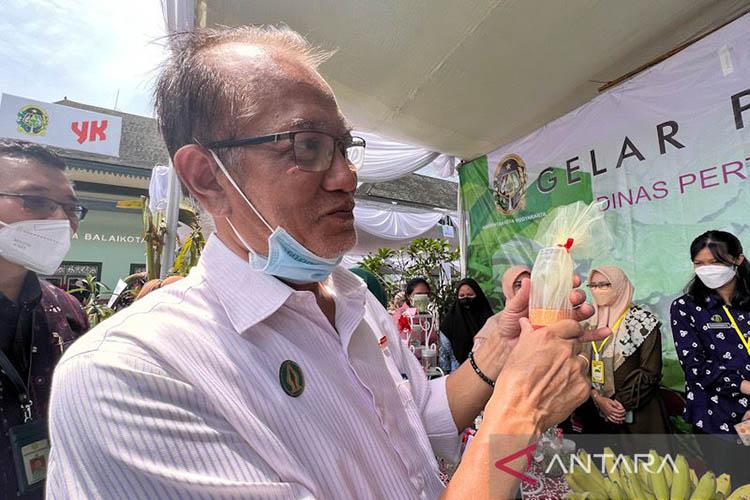 Unik, Dinas Pertanian dan Pangan Yogyakarta Tawarkan Suvenir Bibit Pisang dalam Botol