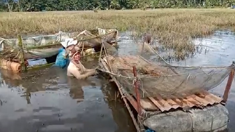 Pemandangan Pilu, Emak-Emak di Madina Panen Padi Busuk yang Terendam Banjir