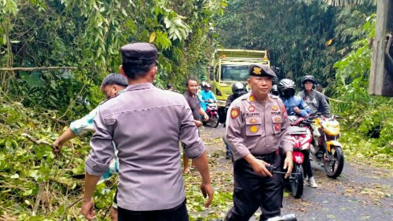 Hujan Deras Disertai Angin Kencang, Pohon di Ruas Jalan Tondano–Remboken Minahasa Tumbang