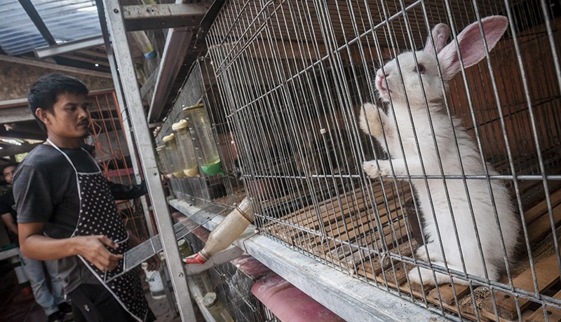 Budi Daya Kelinci Impor, Harga Jual Rp3,5 Juta per Ekor - Bagian 2