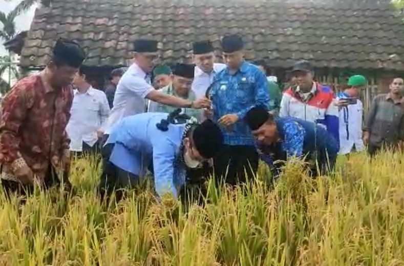 Panen Padi Perdana di Lotim, TGB Ajak Masyarakat Rajin Menanam