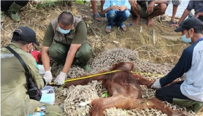 title 2 Orang Utan Masuk ke Permukiman Warga, Dievakuasi BKSDA Pangkalan Bun 2 Orang Utan Masuk ke Permukiman Warga, Dievakuasi BKSDA Pangkalan Bun