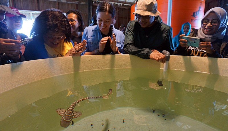 Penangkaran Hiu Belimbing di Raja Ampat - Bagian 2
