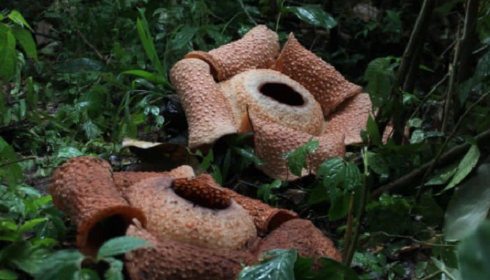 2 Bunga Rafflesia Arnoldi di Bengkulu Selatan Mekar Sempurna