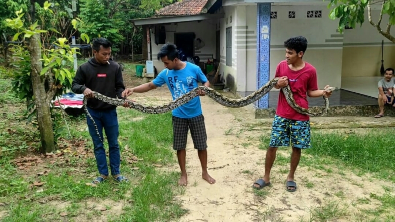 Masuk Pekarangan Rumah, Warga Tangkap Ular Sanca 3 Meter di Bangka Barat