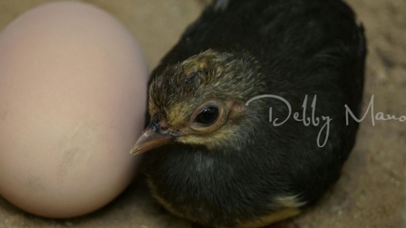 TNBNW di Gorontalo Punya 4 Lokasi Peneluran Burung Maleo