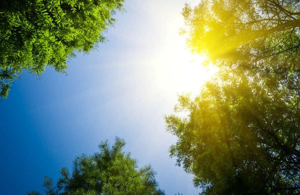 17 Manfaat Matahari bagi Hewan, Manusia dan Tumbuhan