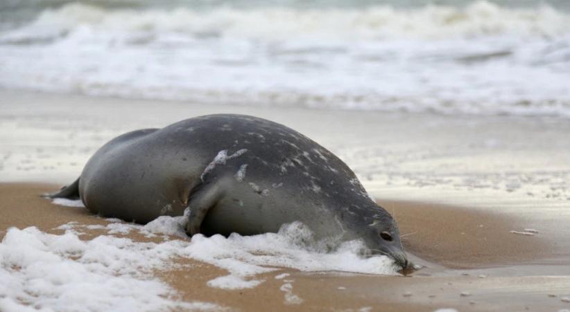 Ratusan Anjing Laut Ditemukan Mati di Pantai Laut Kaspia Republik Dagestan Rusia