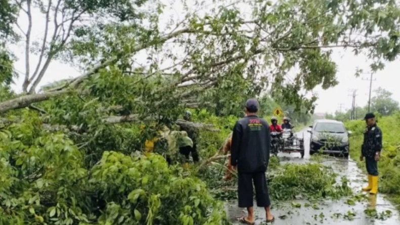 Pohon Karet Tumbang, Lalu Lintas di Meulaboh Tersendat