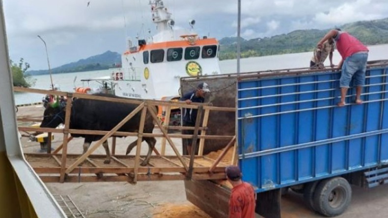 Pengiriman Sapi Gorontalo Utara ke Kalimantan Tersendat, Ini Masalahnya