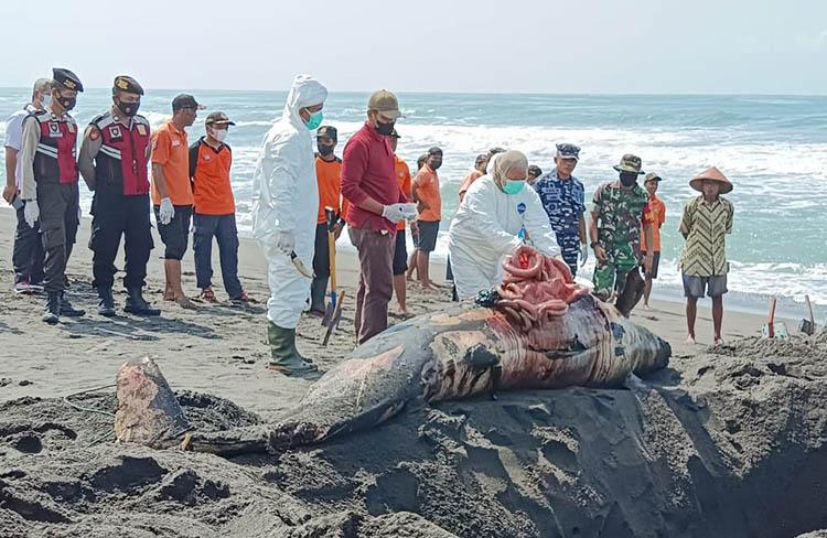 Selidiki Penyebab Paus Pilot Mati Terdampar, BKSDA Ambil Sampel Hati dan Ginjal 