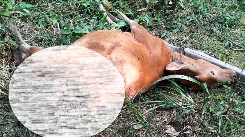 Sapi Milik Warga Pelalawan Diduga Dimangsa Harimau di Areal Kebun Sawit