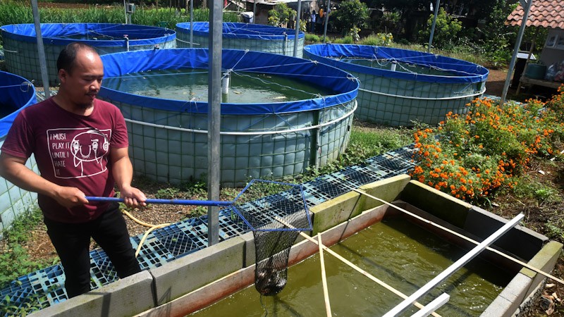 Raup Untung dari Budi Daya Ikan Lele Sistem Bioflok - Bagian 2