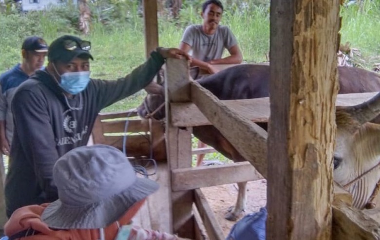 269.070 Hewan Ternak di Sulsel Sudah Divaksinasi PMK, Bone Terbanyak