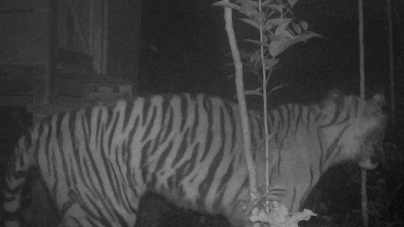 Cerita Hutan Lodoyo Blitar, Kerajaan Harimau Siluman yang Terkenal Angker