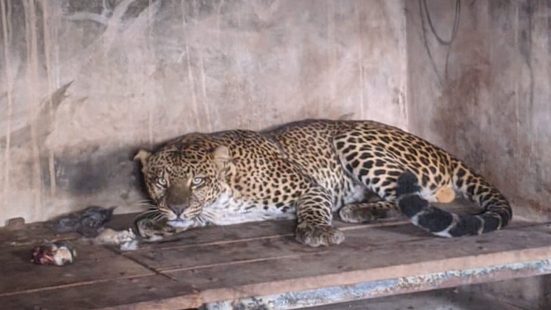 Taman Satwa Cikembulan Garut Jadi Rumah Sakit Hewan Dilindungi Sebelum Dilepasliarkan