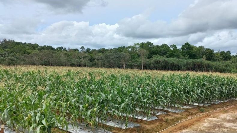 title Jelang Tahun Baru, Petani Belitung Mampu Raup Omzet Puluhan Juta Rupiah Hasil Produksi Jagung Manis Jelang Tahun Baru, Petani Belitung Mampu Raup Omzet Puluhan Juta Rupiah Hasil Produksi Jagung Manis