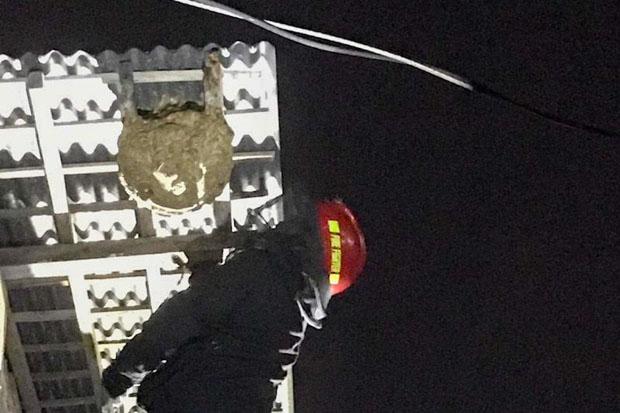 Dinas Kebakaran Jogja Sebut Potensi Evakuasi Sarang Tawon Ndas hingga Reptil Tinggi 