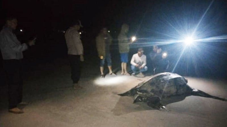 Penyu Belimbing Ditemukan Mati Membusuk di Pantai Simeulue, Diduga Makan Plasti
