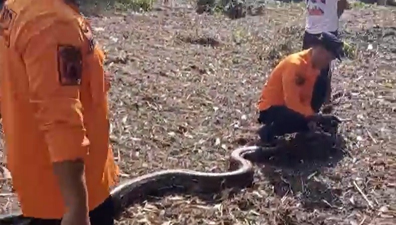title Penampakan Ular Sanca 5 Meter di Belitung Timur, Sembunyi dalam Rongga Pohon Penampakan Ular Sanca 5 Meter di Belitung Timur, Sembunyi dalam Rongga Pohon