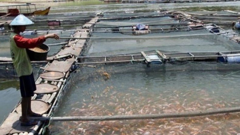 BPBAT Tatelu Salurkan 3.750.500 Ekor Benih Ikan Konsumsi