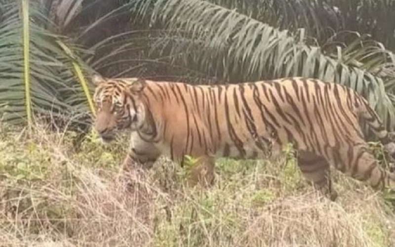 Harimau Berkeliaran di Perkebunan Sawit di Muratara, Karyawan Ketakutan 