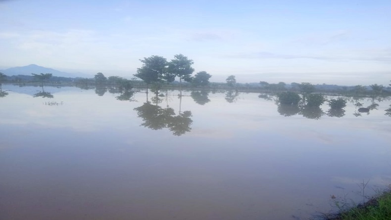 Petani Jatitujuh Majalengka Memprihatinkan, saat Akan Tanam Sawah Kebanjiran