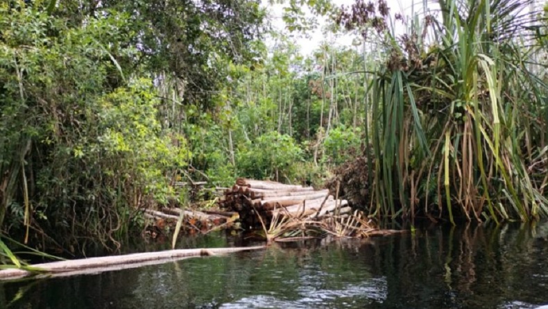 Penampakan Lokasi Warga Meranti Tewas Diterkam Harimau, Ternyata Habitat Satwa Liar