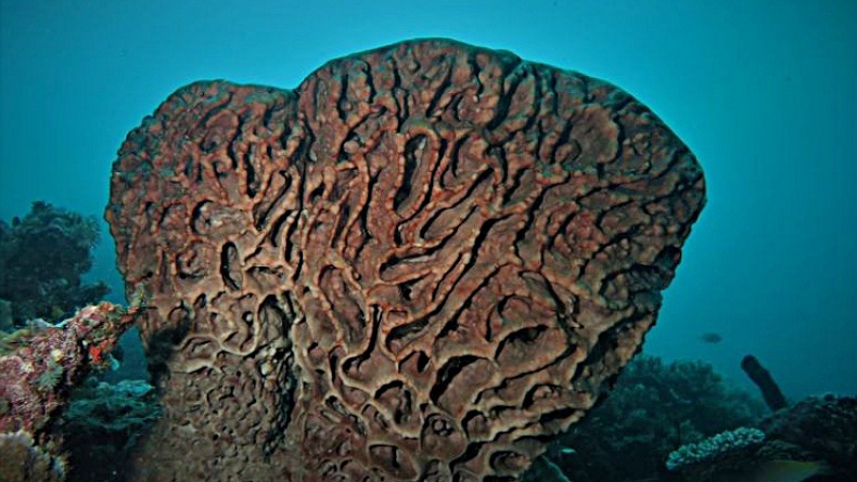 Penyelam Asing Ikut Ramaikan Kompetisi Fotografi Bawah Laut Gorontalo