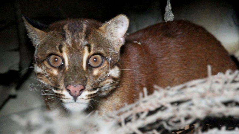 Mengenal Kucing Emas, Hewan Langka yang Ditemukan Sakit di Solok
