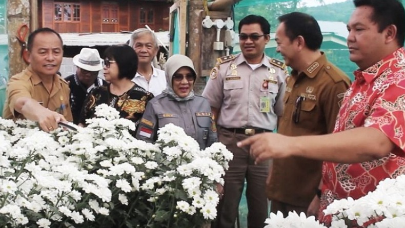 Bunga Krisan Tomohon Tembus Pasar Singapura