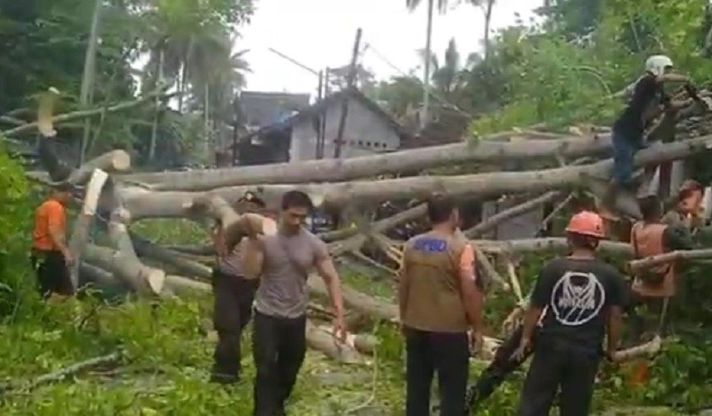 Akses Kendaraan di Ubud Sempat Lumpuh Kamis Pagi akibat Pohon Tumbang