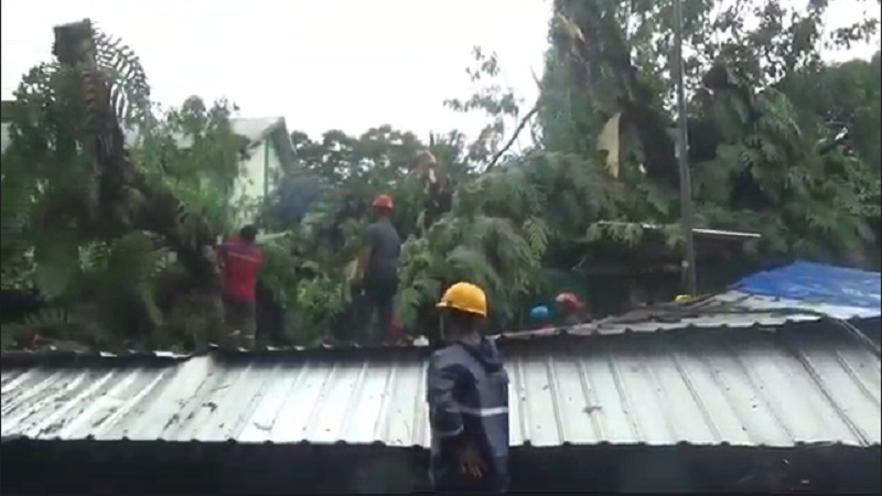 title Pohon Tumbang Timpa Warung Bakso, 5 Orang Terluka Pohon Tumbang Timpa Warung Bakso, 5 Orang Terluka