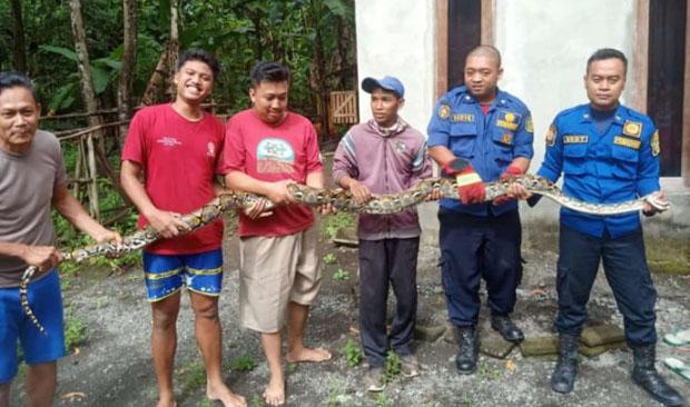Sembunyi di Atap Dapur Warga, Ular Piton Sepanjang 5 Meter Berhasil Dievakusi Petugas Damkar 