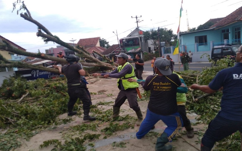 Pohon Angsana 30 Meter Tumbang di Cigugur Kuningan, Timpa 2 Bangunan dan Motor