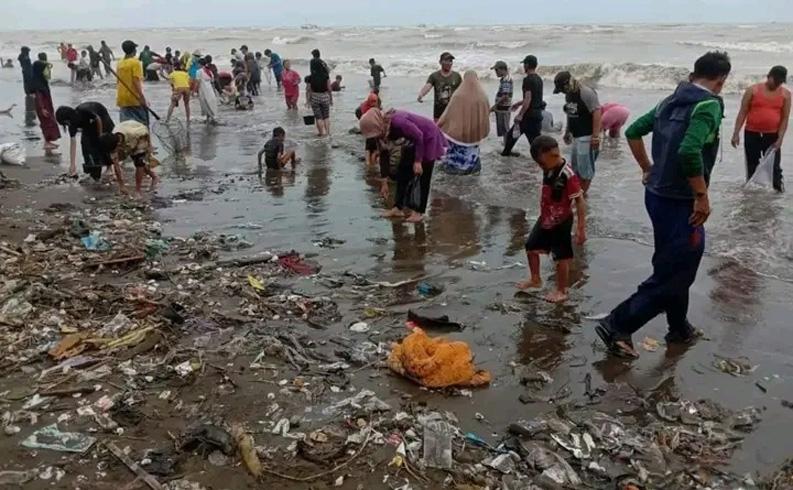 Fenomena Unik, Jutaan Kerang Engsol Terhempas ke Tepi Pantai Muara Indah Pemalang