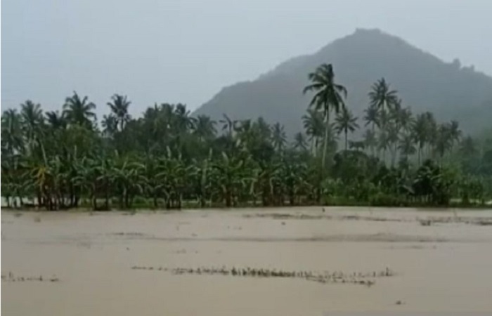 Aliran Irigasi Meluap, Ratusan Hektare Padi di NTB Terendam Banjir