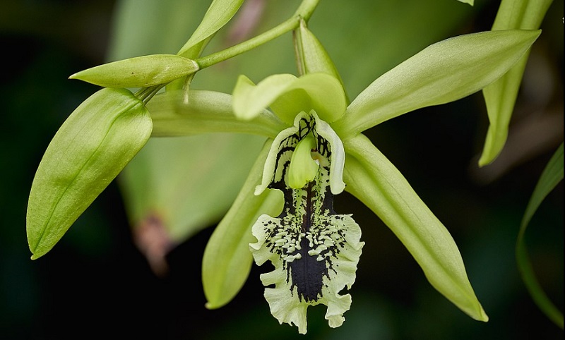Mengenal Anggrek Hitam Khas Kalimantan yang Sudah Berkurang